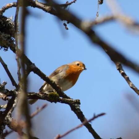 Un oiseau de la région