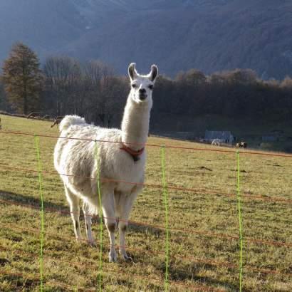 animaux les loisirs du camping de la séoube proche de bagnères de bigorre occitanie