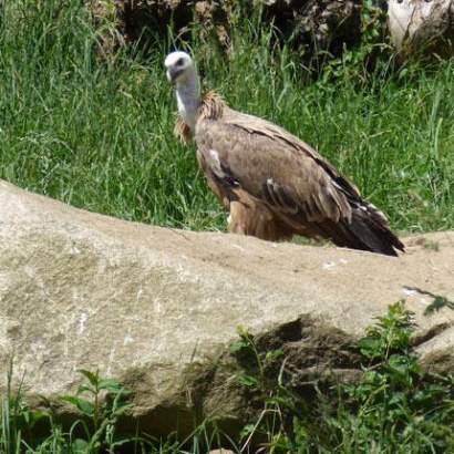 vautour fauve vallee du haut adour bagneres de bigorre camping aux portes de la vallée du haut adour occitanie